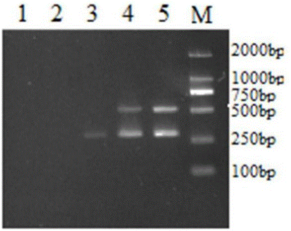用于检测PRRSV和PEDV双重RT‑PCR的方法及引物与流程