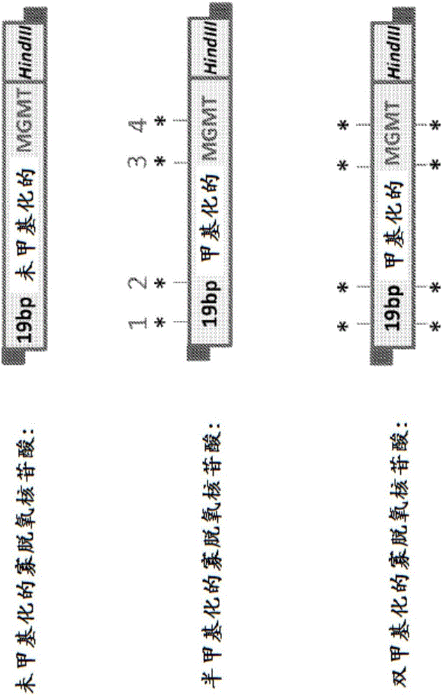 使用靶向核酸內(nèi)切酶進(jìn)行哺乳動物基因組的表觀遺傳修飾的制作方法與工藝