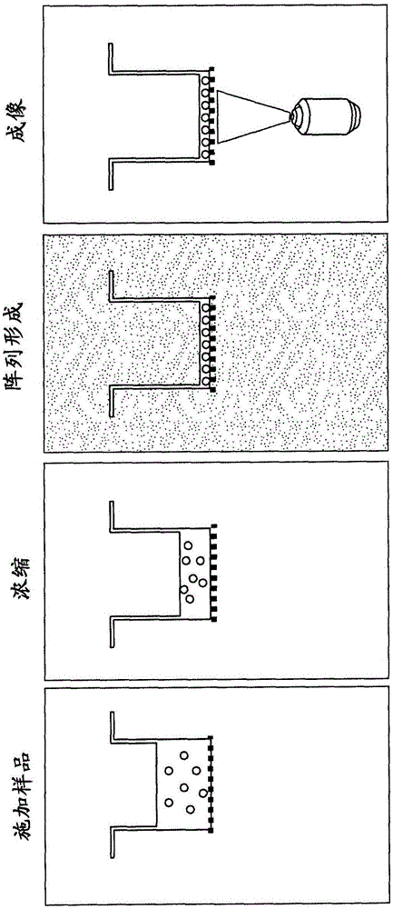 多孔毛细管膜用于测定滚环扩增产物的量的应用的制作方法与工艺