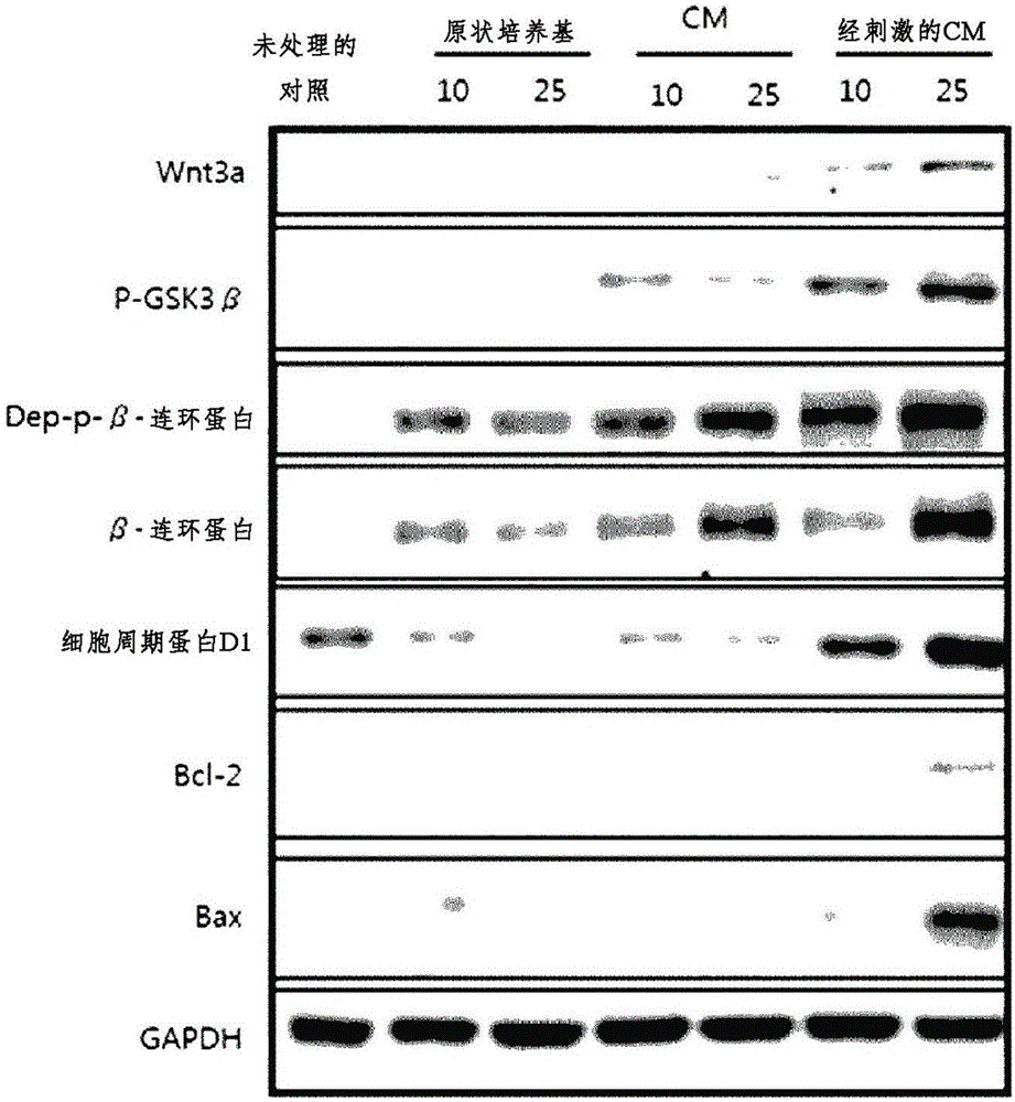 經(jīng)刺激的干細胞的培養(yǎng)基的毛發(fā)生長促進功能及其用途的制作方法與工藝