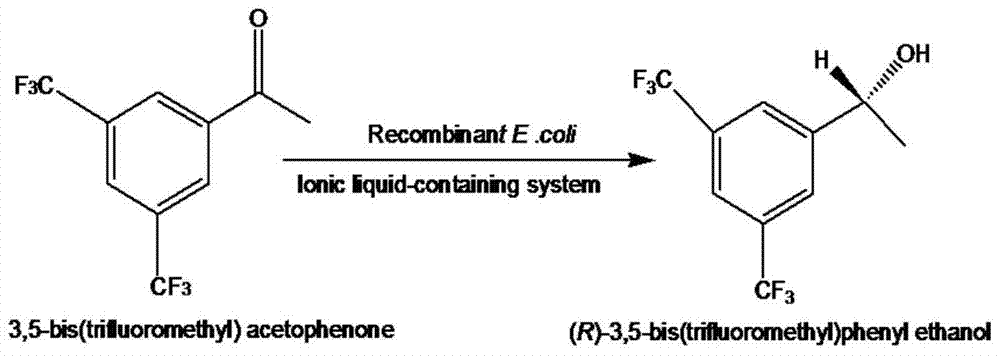 含離子液體共溶劑介質(zhì)中制備(R)?3,5?雙三氟甲基苯乙醇的方法與流程