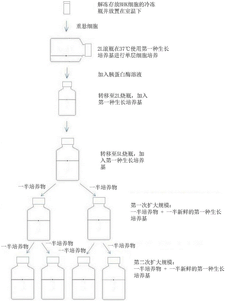 大規(guī)模培養(yǎng)幼倉(cāng)鼠腎細(xì)胞以生產(chǎn)口蹄病病毒和狂犬病病毒的抗原的制造方法與工藝