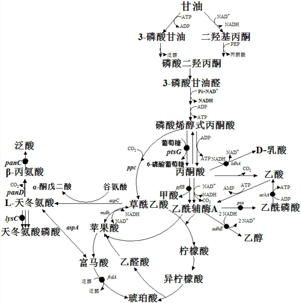 苯丙氨酸代谢途径图图片