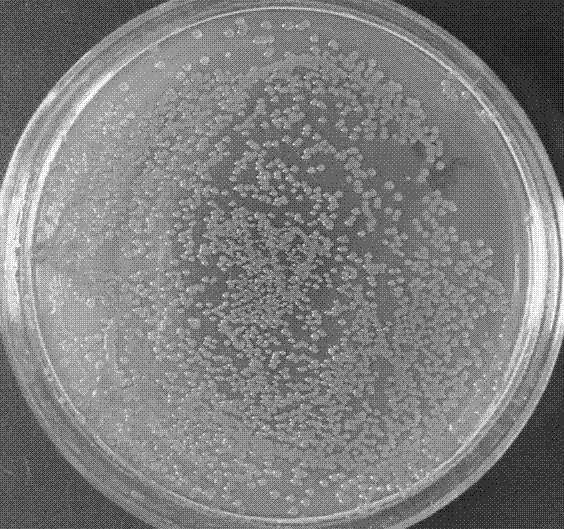 藤黄八叠球菌形态图片