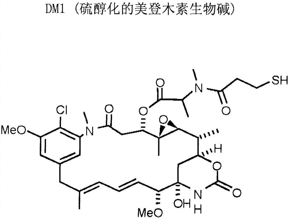 用經不可切割接頭連接的細胞結合劑美登木素生物鹼