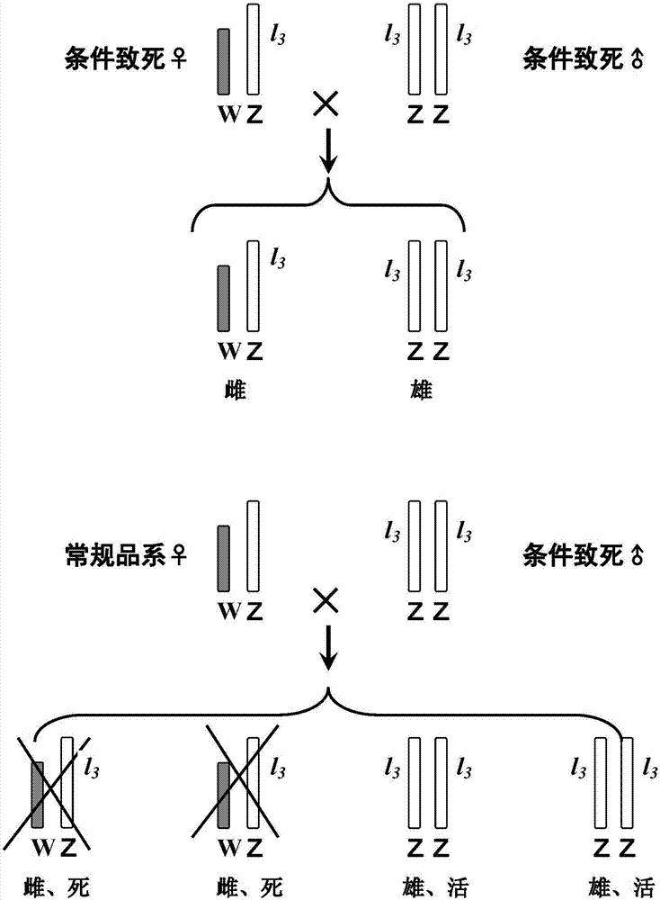 杂交后代全雄的家蚕性比控制培育方法与流程