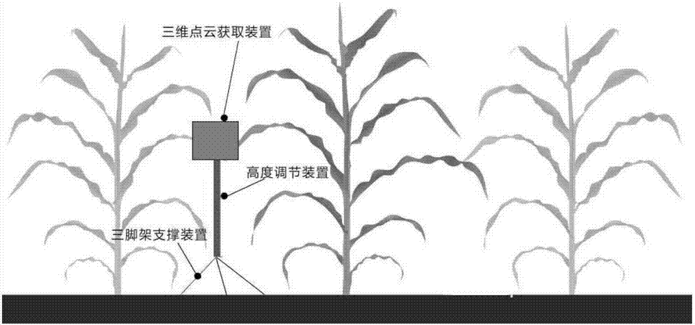 其形态结构对光截获能力,冠层光合效率以及作物产量均具有重要影响