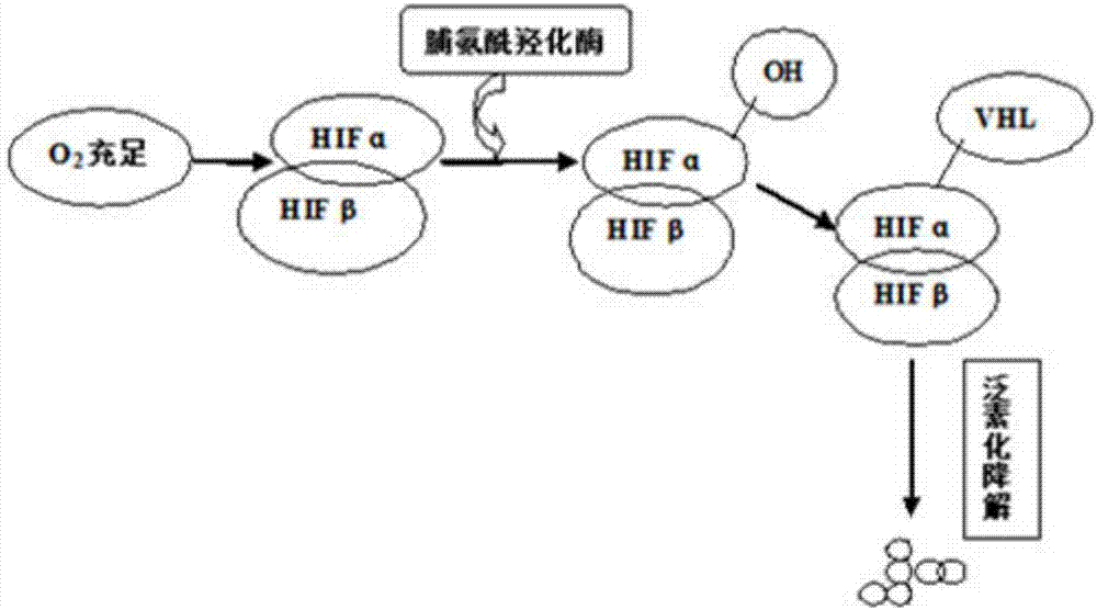 人缺氧诱导因子hif2a特异性抗体的制备方法及其在制备诊断抗体试剂中