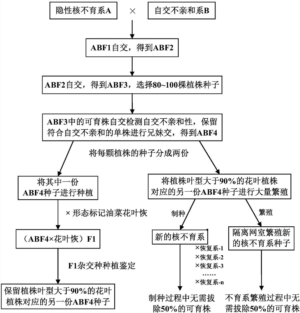 提高油菜核不育系產量與制種純度的選育方法與流程