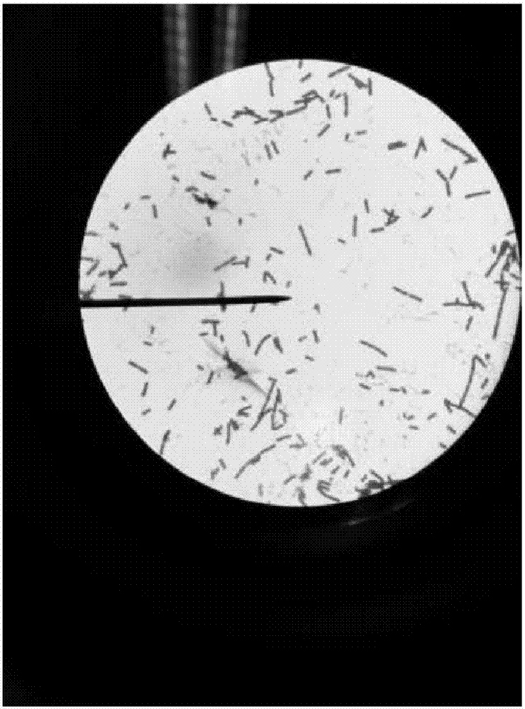 蜡样芽孢杆菌手绘图图片