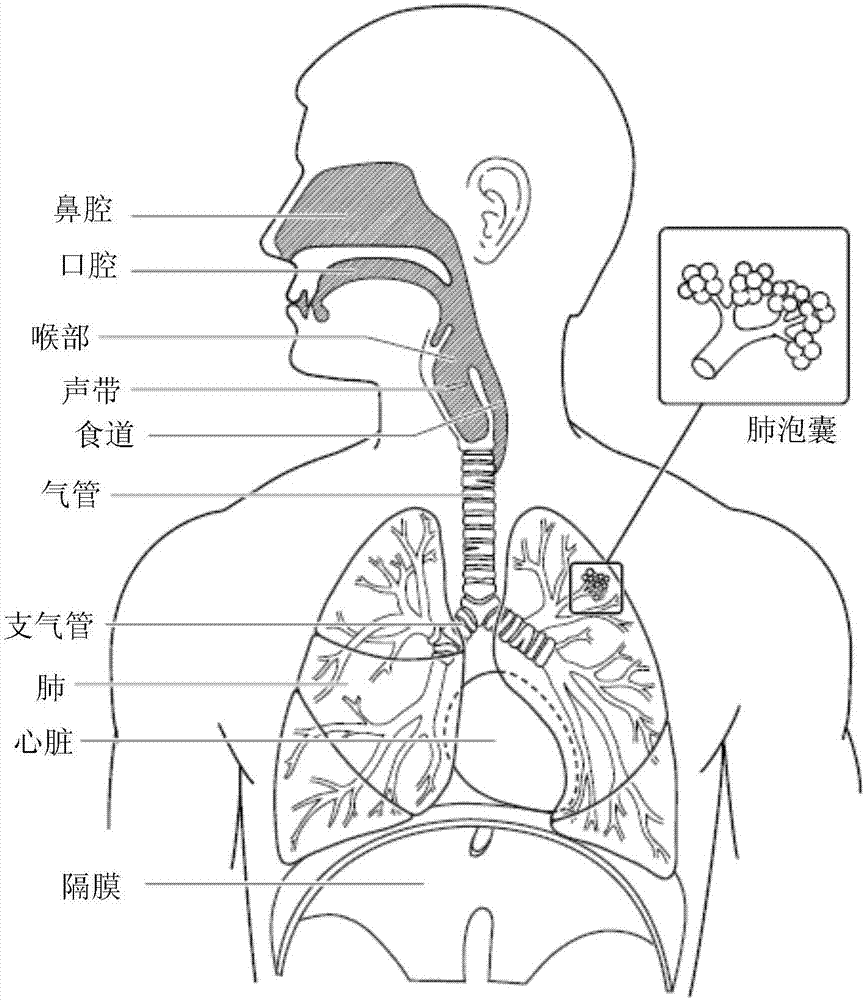 呼吸系统简笔画图片