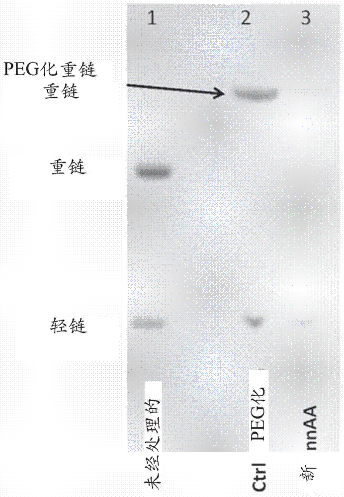 氨基酸衍生物的制造方法与工艺