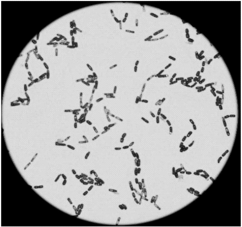 巨大芽孢杆菌形态图图片