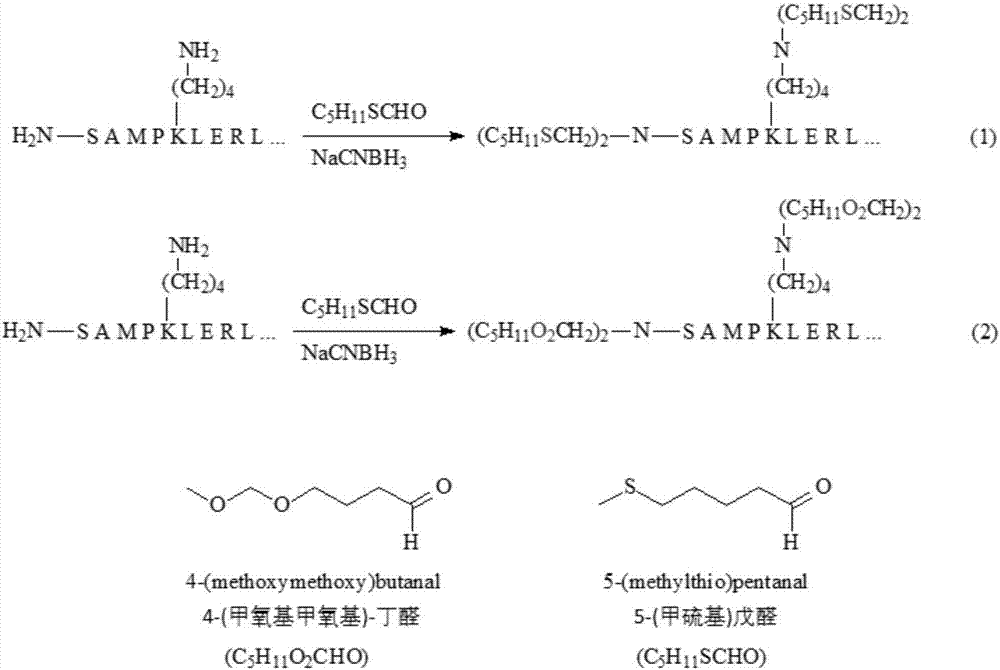 基于輕同位素近同重標記的整體蛋白質(zhì)定量分析方法與流程