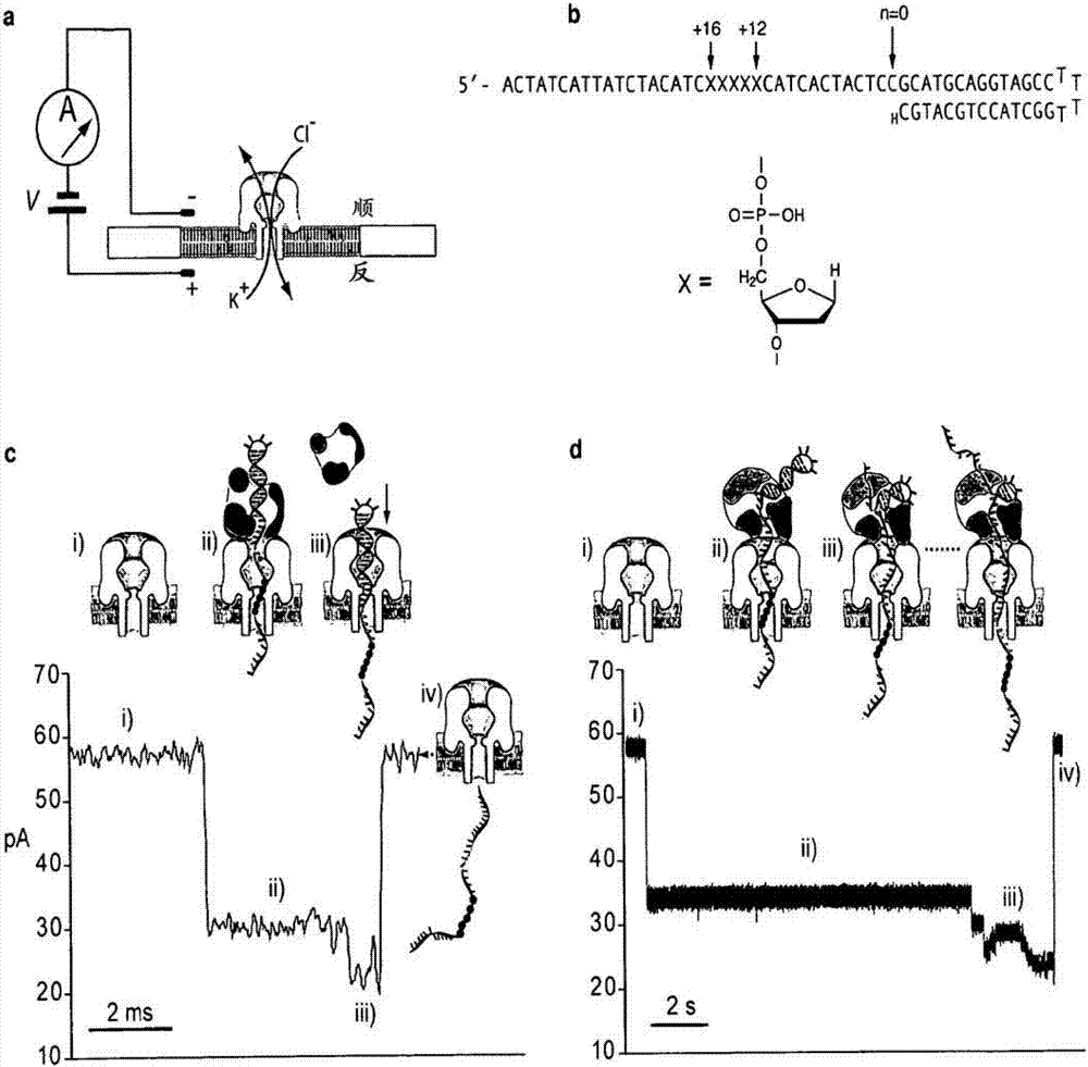 通過持續(xù)性酶以一個核苷酸的精度控制DNA在納米孔中的移動的制作方法與工藝