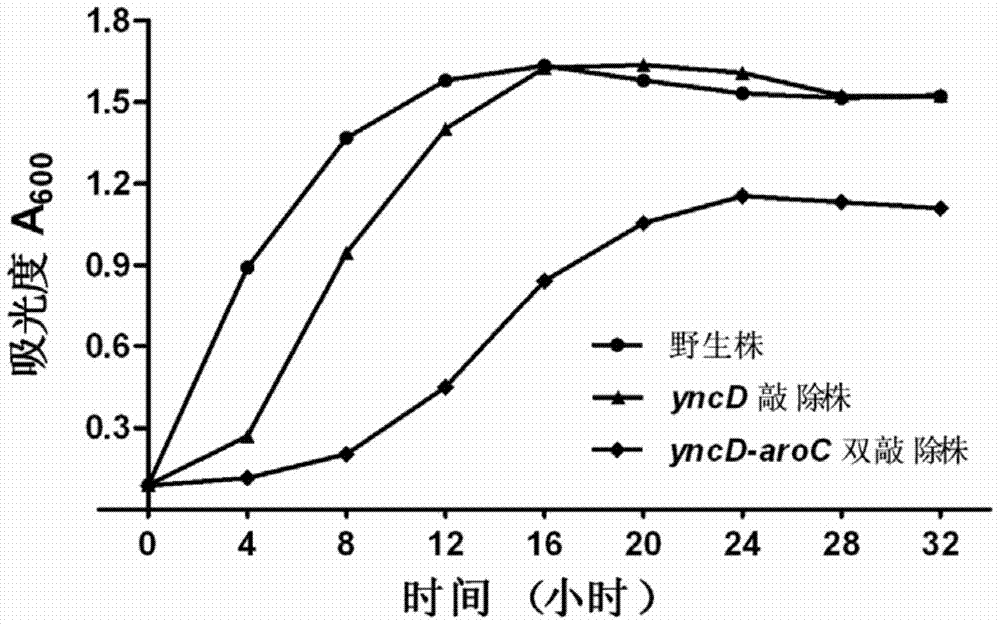 敲除yncD?aroC雙基因的甲型副傷寒沙門菌減毒疫苗的制作方法與工藝