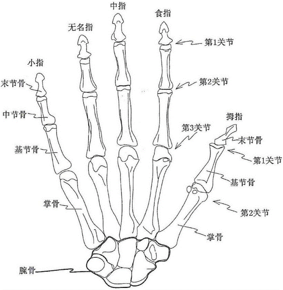 手指结构名称图片