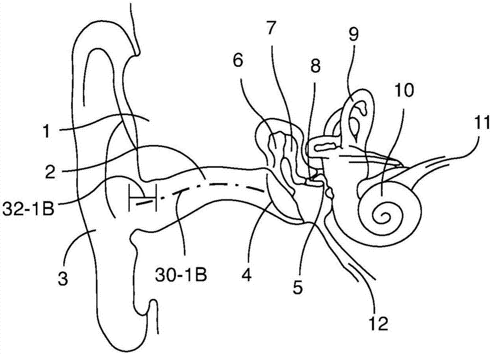 耳朵结构简笔画图片