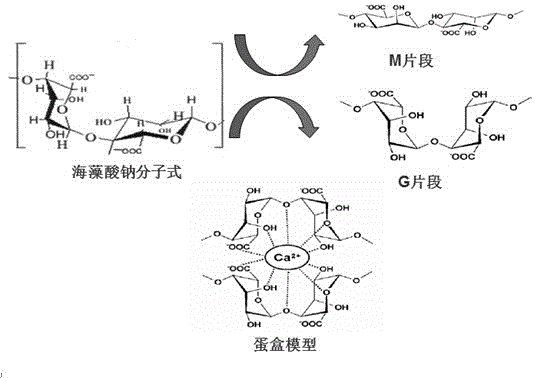 一種負載生長因子和左氧氟沙星的海藻酸鈉/聚乙烯醇復(fù)合膜的制備方法及其應(yīng)用與流程