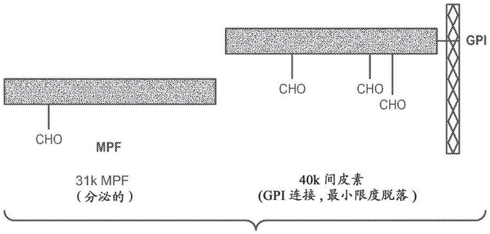 抗間皮素抗體和免疫偶聯(lián)物的制作方法與工藝