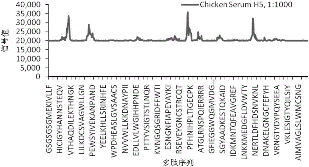 H5亞型禽流感病毒HA蛋白B細(xì)胞抗原表位多肽及其應(yīng)用的制作方法與工藝