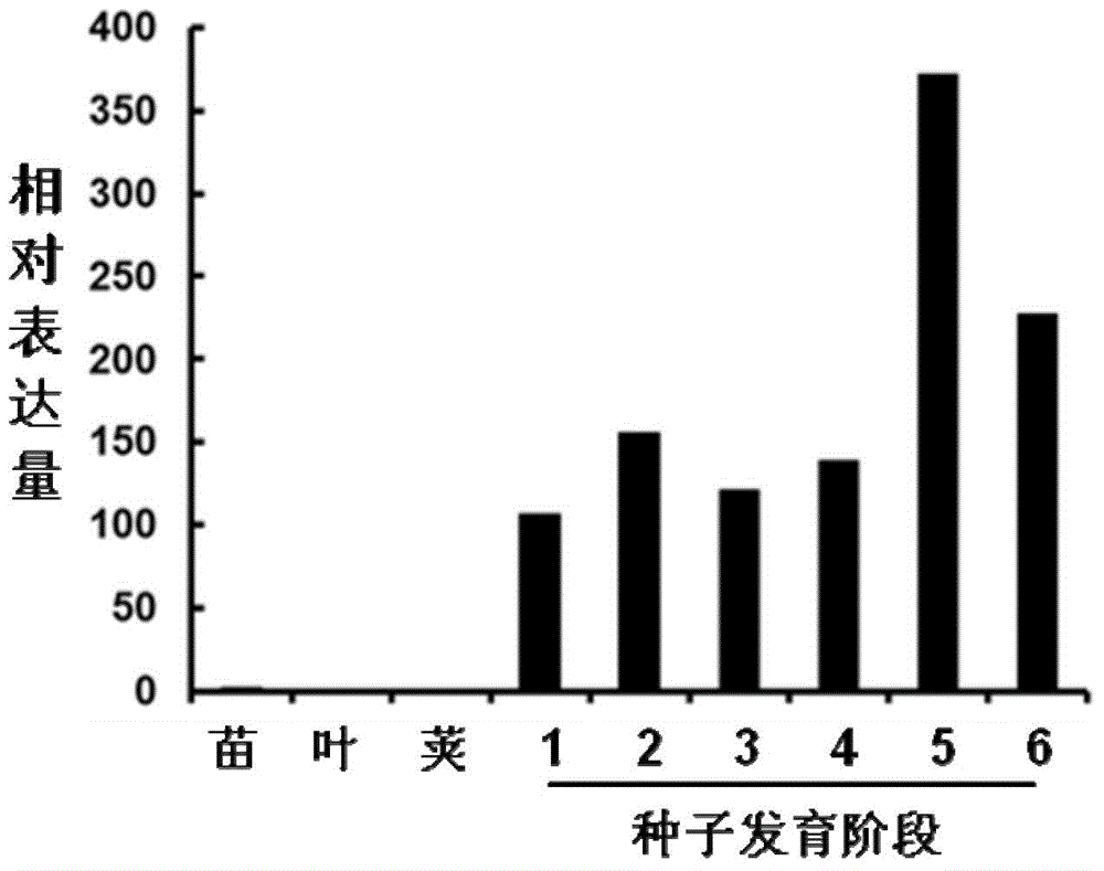 植物种子粒重相关蛋白GmGA20ox2及其编码基因与应用的制作方法与工艺