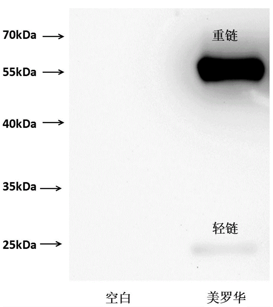 非天然氨基酸標(biāo)記的新型抗體-藥物偶聯(lián)物及其制備的制作方法與工藝