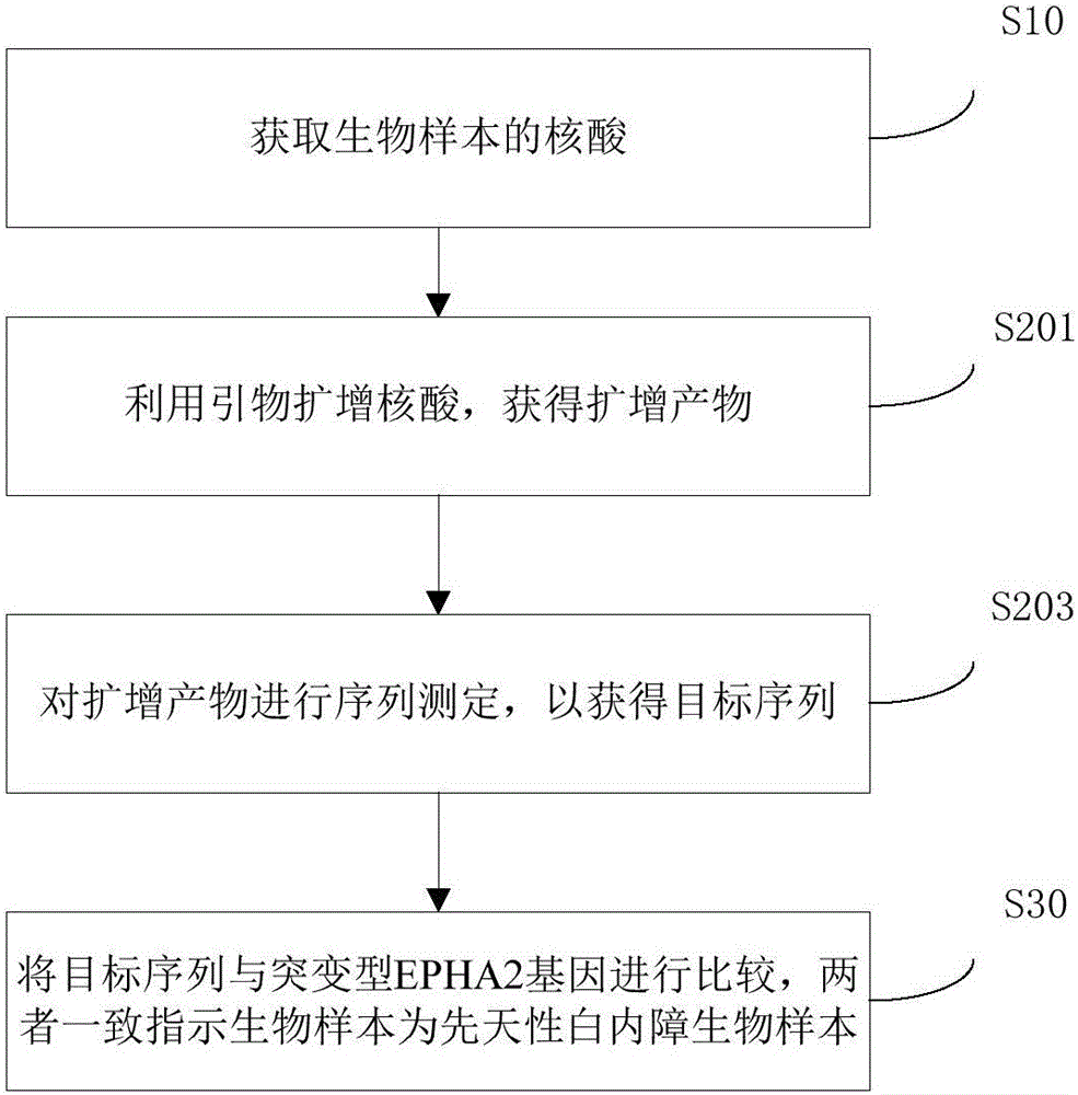 EPHA2基因突变型及其应用的制作方法与工艺