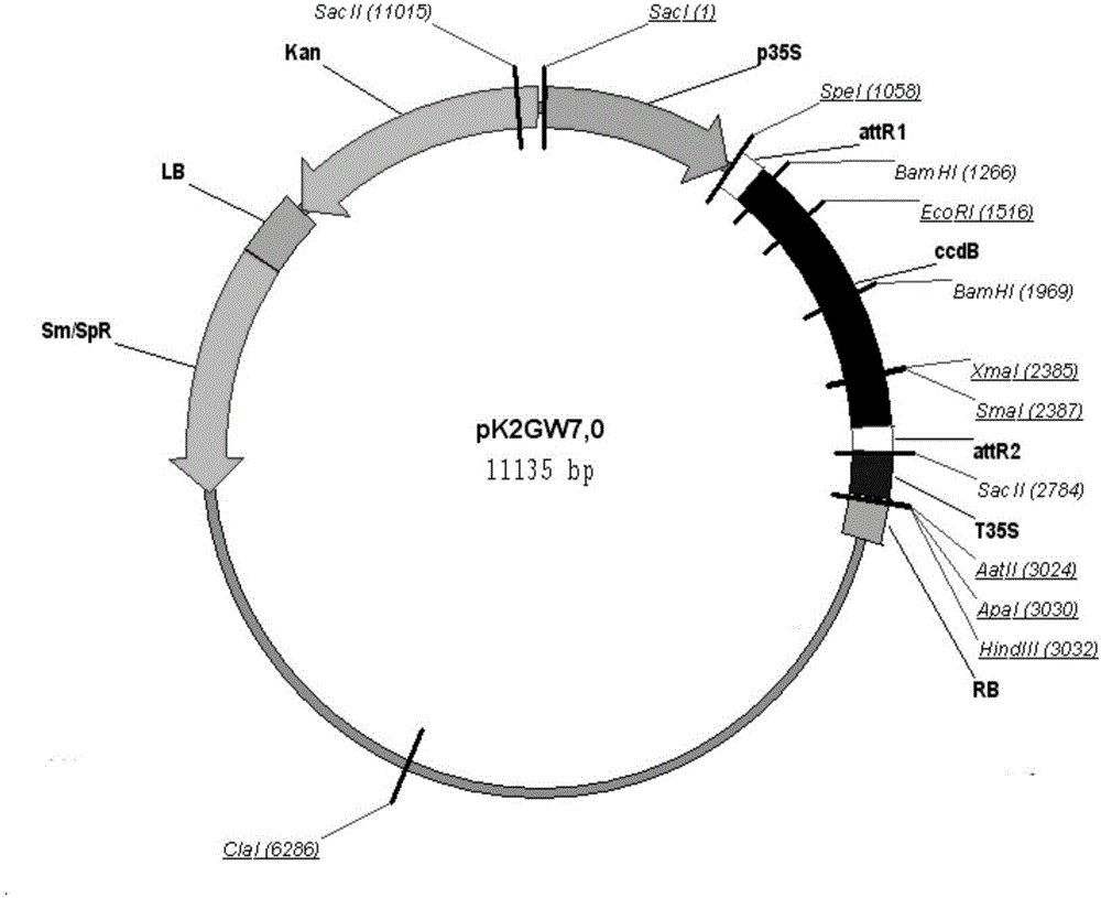 大豆威廉姆斯82中NAC膜结合转录因子基因GmNTL1及其应用的制作方法与工艺