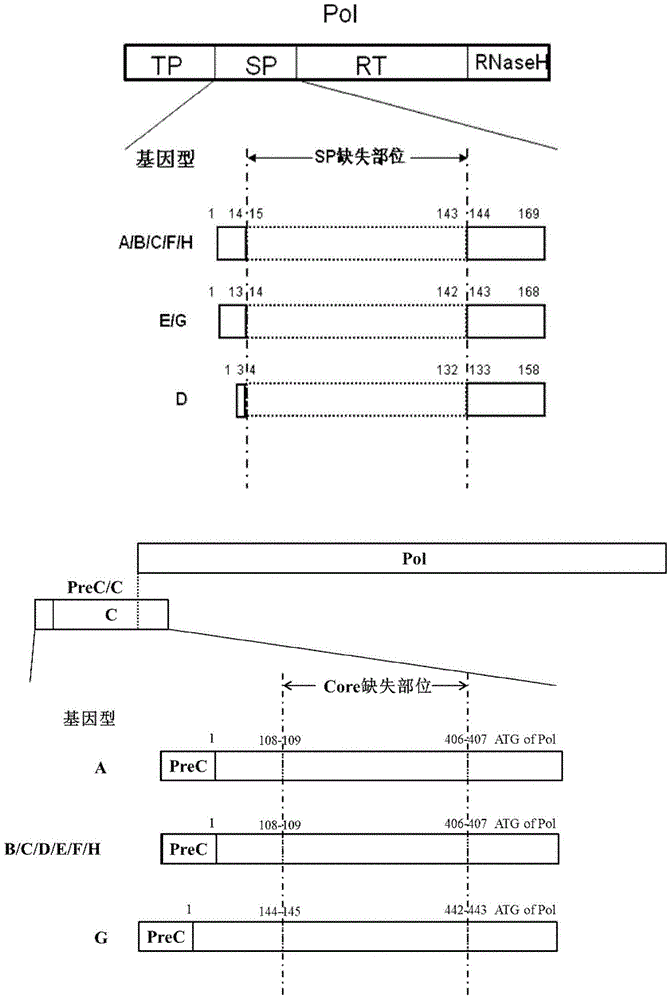 一種人乙型肝炎病毒重組載體及其應(yīng)用的制作方法與工藝