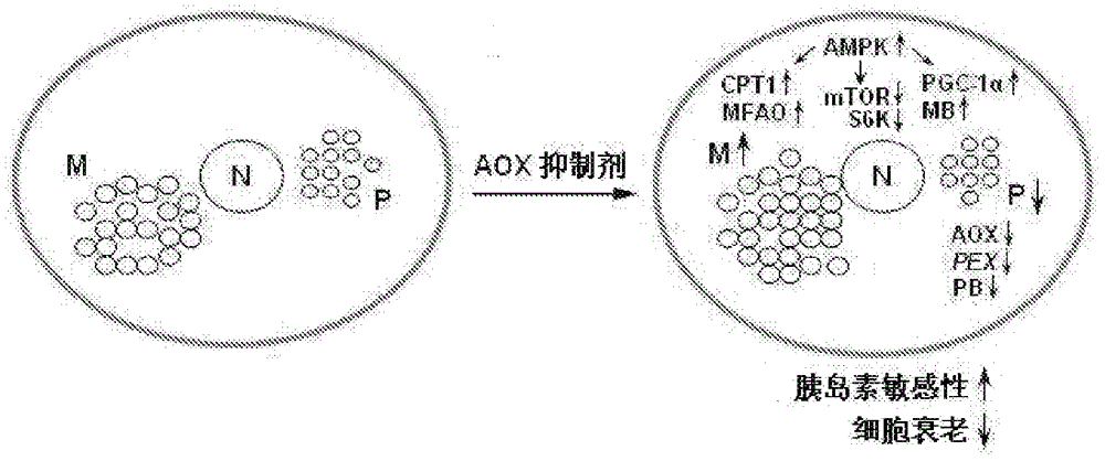 一種提高線粒體代謝機(jī)能的方法及應(yīng)用與流程