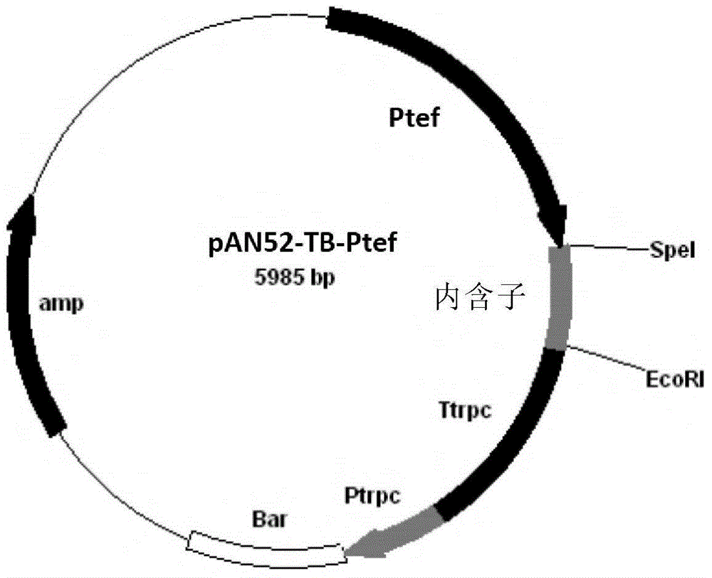 新的二元有机酸生产菌株及其制备和应用的制作方法与工艺