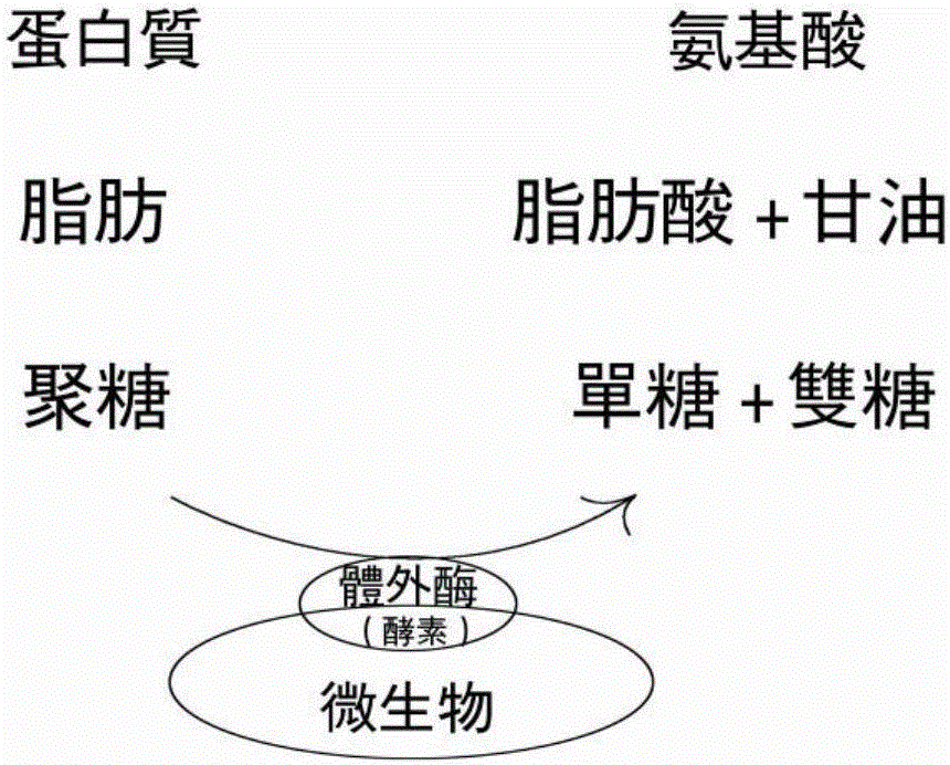 一種復(fù)合微生物除臭降解菌劑及其制備方法與應(yīng)用與流程