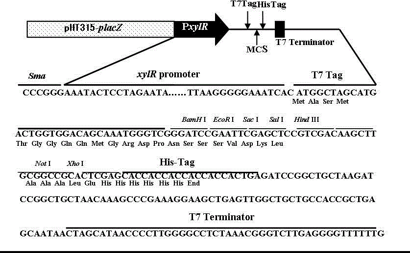 一種高效穿梭表達(dá)載體及其構(gòu)建方法與應(yīng)用與流程