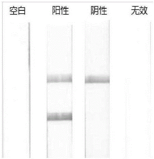 一種食品及飼料中鴨源成分檢測(cè)側(cè)向流試紙條檢測(cè)試劑盒及其應(yīng)用的制作方法與工藝