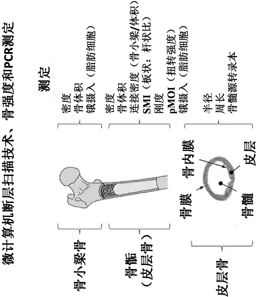 用于治療和預(yù)防骨質(zhì)疏松癥的胃泌素拮抗劑的制作方法與工藝