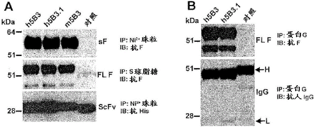 針對(duì)亨德拉和尼帕病毒的F糖蛋白的抗體的制作方法與工藝