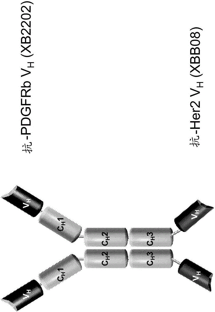 雙特異性抗原結(jié)合多肽的制作方法與工藝