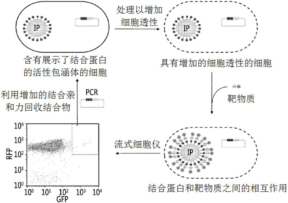 使用蛋白融合展示技術(shù)高通量測定物質(zhì)間相互作用的方法與流程