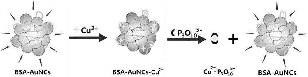 基于金纳米团簇荧光特性的多聚磷酸盐检测新方法与流程