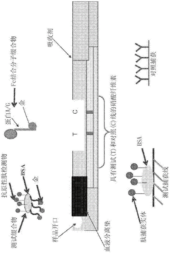 侧向流和相关免疫测定中的信号放大的制作方法与工艺
