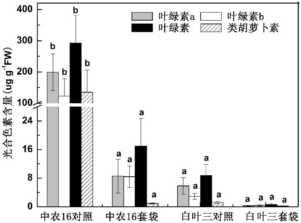 一種改變黃瓜果實(shí)外觀和/或改善黃瓜果實(shí)風(fēng)味品質(zhì)的套袋方法與流程