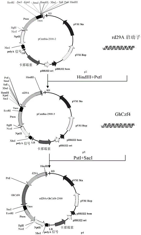一种棉花锌指蛋白（Czf4）及其编码基因与应用的制作方法与工艺