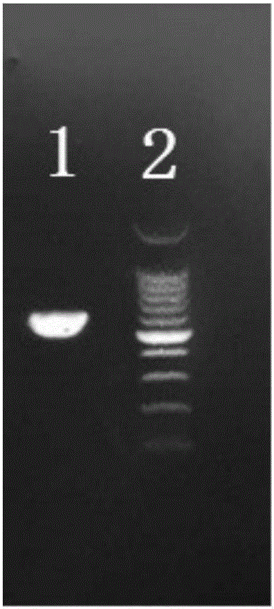 一種CD19特異性嵌合抗原受體及其編碼基因、應用的制作方法與工藝