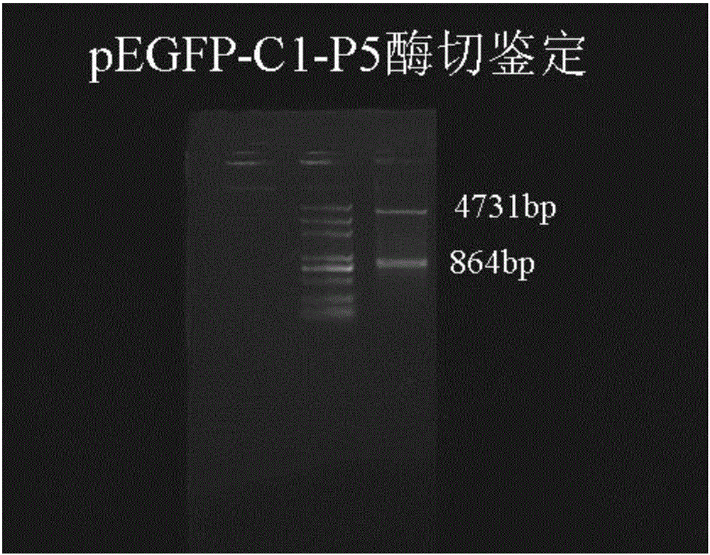 一種Purα基因片段P5及其應(yīng)用的制作方法與工藝