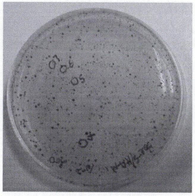 以流感病毒M1为骨架的MERS‑CoV嵌合型VLPs疫苗的制作方法与工艺