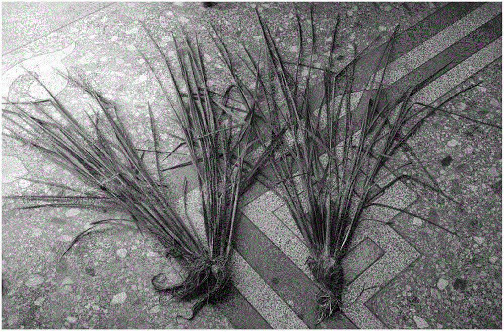 微生物土壤改良與環(huán)保種植技術(shù)的制作方法與工藝