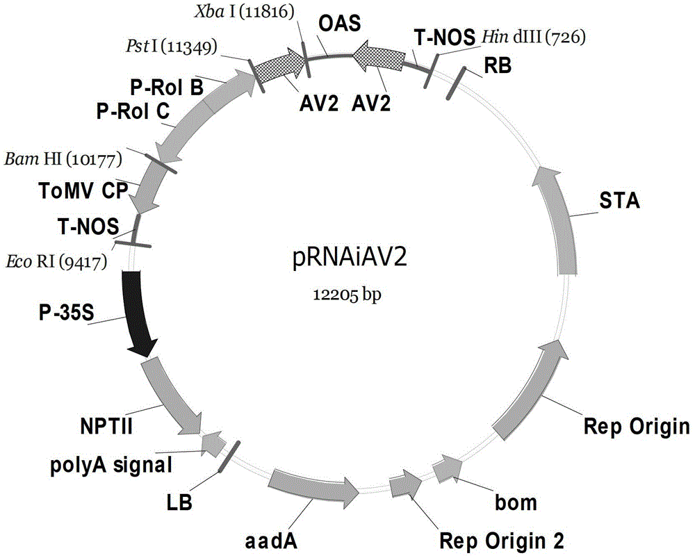 植物表达载体、蚜虫基因dsRNA表达载体及其应用的制作方法与工艺
