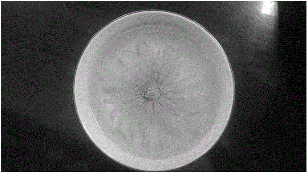 一種香水蓮花茶的制作方法與流程