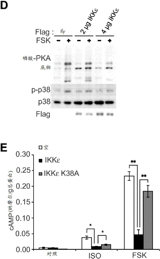 IKKε/TBK1抑制剂与β肾上腺素能激动剂或交感神经系统激活剂的组合的制作方法与工艺